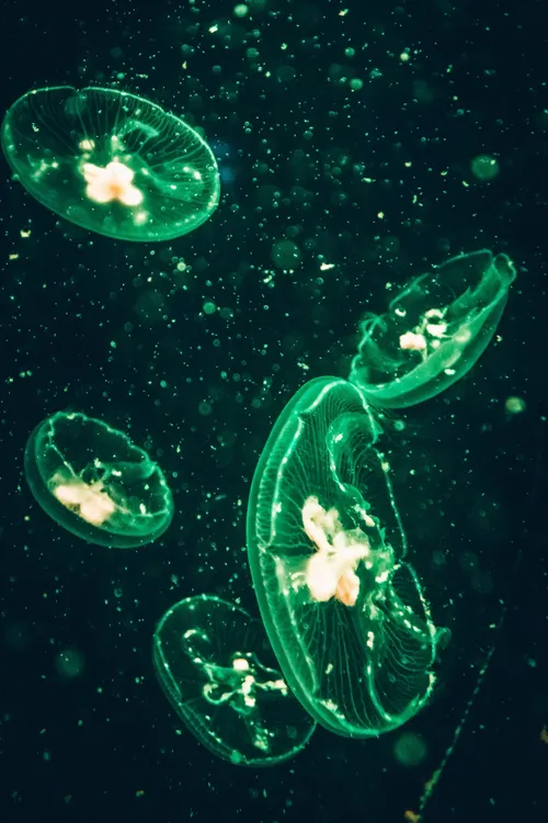 pexels-infonautica-2690764