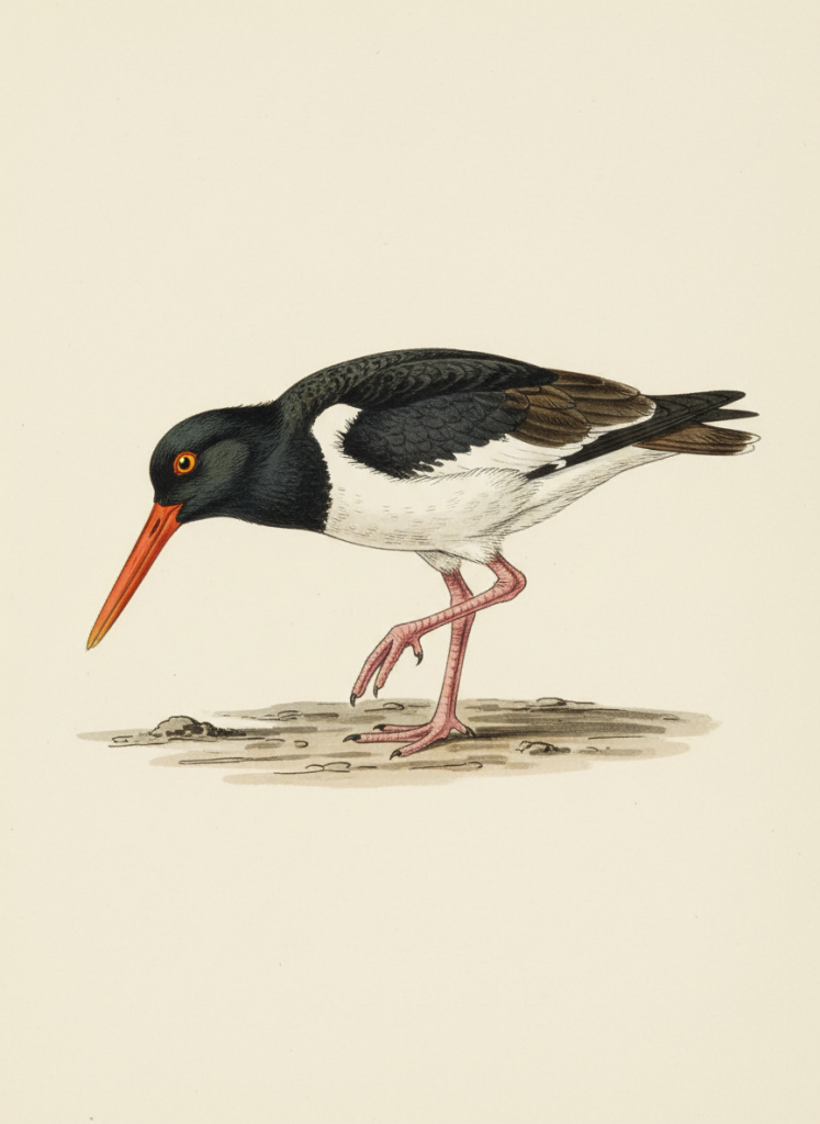 American_Oystercatcher-747x1024 Estudiantes protegen aves playeras mediante el dibujo